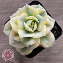 Load image into Gallery viewer, Graptoveria Lovely Rose Variegated