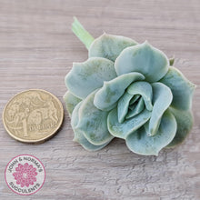 Load image into Gallery viewer, Graptoveria 'Lovely Rose' Monstrose Cutting x 1 - John & Norma's Succulents Australia