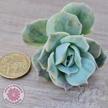 Load image into Gallery viewer, Graptoveria 'Lovely Rose' Monstrose Cutting x 1 - John & Norma's Succulents Australia