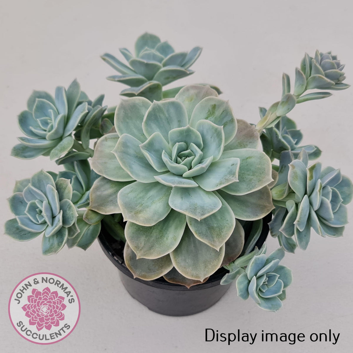 Graptoveria 'Lovely Rose' Monstrose Cutting x 1