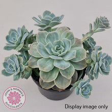 Load image into Gallery viewer, Graptoveria 'Lovely Rose' Monstrose Cutting x 1 - John & Norma's Succulents Australia