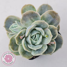 Load image into Gallery viewer, Graptoveria 'Lovely Rose' Monstrose