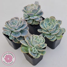 Load image into Gallery viewer, Graptoveria 'Lovely Rose' Monstrose