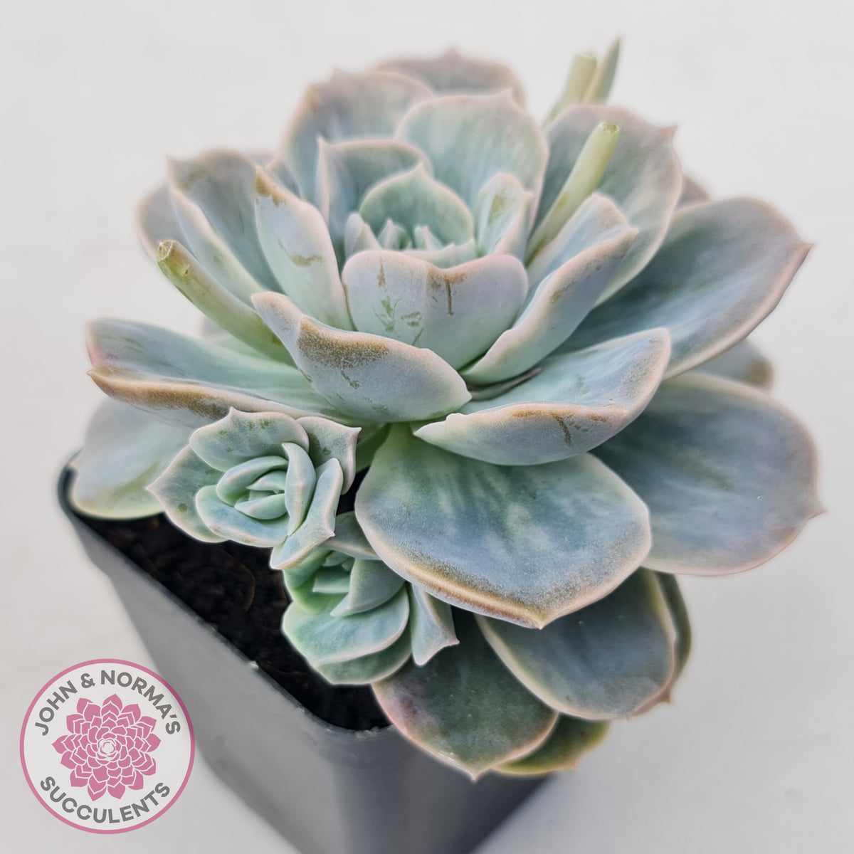 Graptoveria 'Lovely Rose' Monstrose