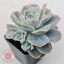 Load image into Gallery viewer, Graptoveria 'Lovely Rose' Monstrose
