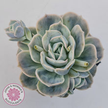Load image into Gallery viewer, Graptoveria 'Lovely Rose' Monstrose