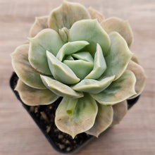 Load image into Gallery viewer, Graptoveria 'Lovely Rose' Monstrose