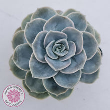 Load image into Gallery viewer, Graptoveria 'Lovely Rose' Monstrose