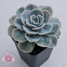 Load image into Gallery viewer, Graptoveria 'Lovely Rose' Monstrose
