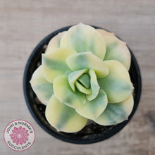 Load image into Gallery viewer, Graptoveria Lovely Rose Variegated