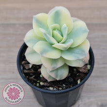 Load image into Gallery viewer, Graptoveria Lovely Rose Variegated