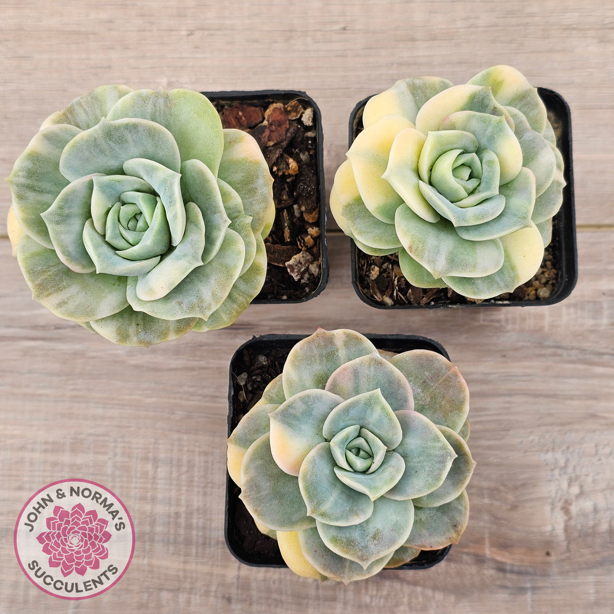 Graptoveria Lovely Rose Variegated