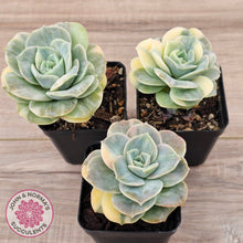 Load image into Gallery viewer, Graptoveria Lovely Rose Variegated