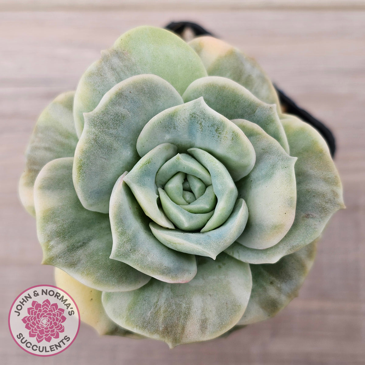 Graptoveria Lovely Rose Variegated