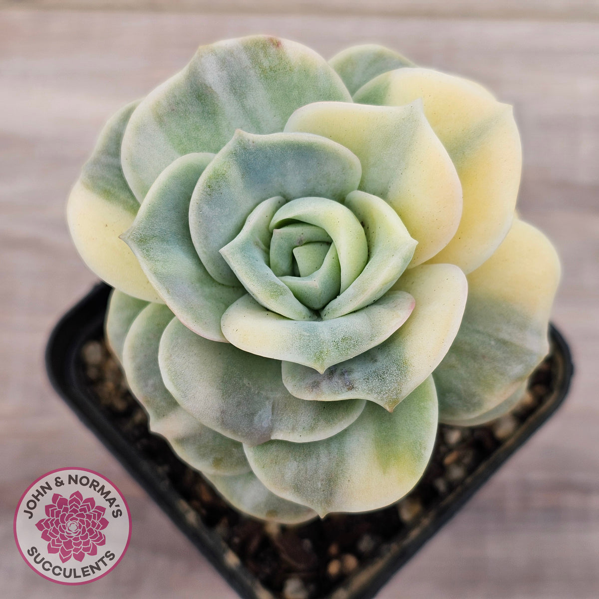 Graptoveria Lovely Rose Variegated