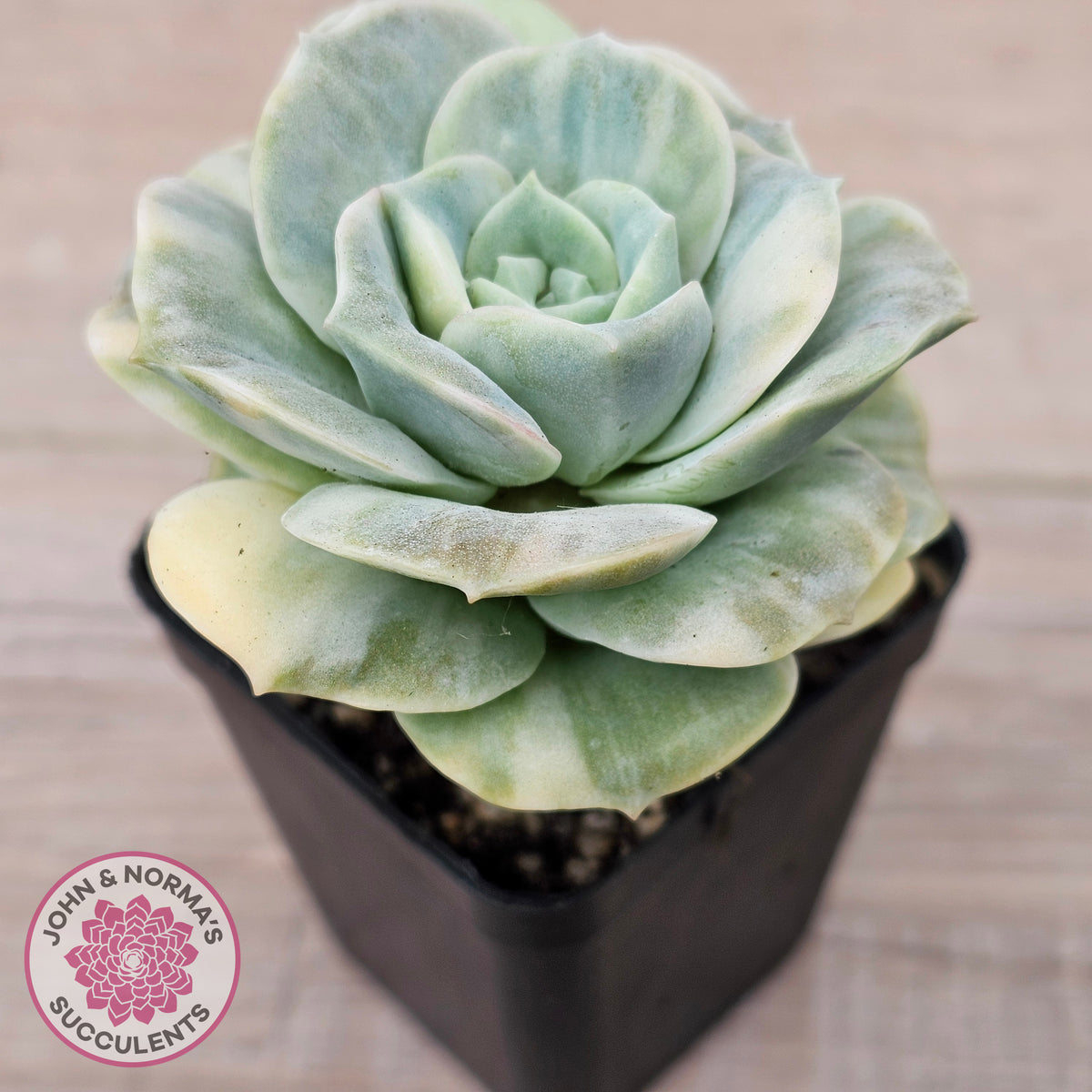 Graptoveria Lovely Rose Variegated