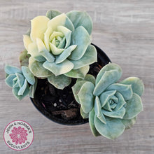 Load image into Gallery viewer, Graptoveria Lovely Rose Variegated