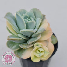 Load image into Gallery viewer, Graptoveria Lovely Rose Variegated