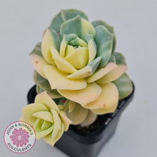 Load image into Gallery viewer, Graptoveria Lovely Rose Variegated