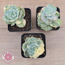 Load image into Gallery viewer, Graptoveria Lovely Rose Variegated