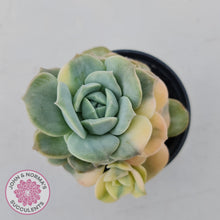 Load image into Gallery viewer, Graptoveria Lovely Rose Variegated