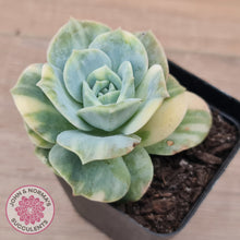 Load image into Gallery viewer, Graptoveria Lovely Rose Variegated