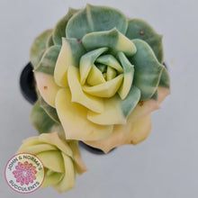Load image into Gallery viewer, Graptoveria Lovely Rose Variegated