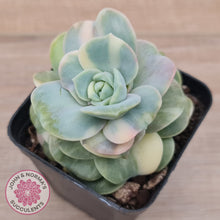 Load image into Gallery viewer, Graptoveria Lovely Rose Variegated