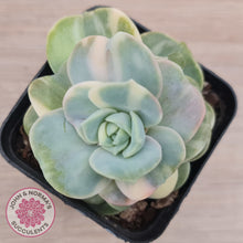 Load image into Gallery viewer, Graptoveria Lovely Rose Variegated