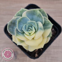 Load image into Gallery viewer, Graptoveria Lovely Rose Variegated