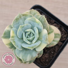 Load image into Gallery viewer, Graptoveria Lovely Rose Variegated
