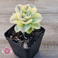 Load image into Gallery viewer, Graptoveria Lovely Rose Variegated