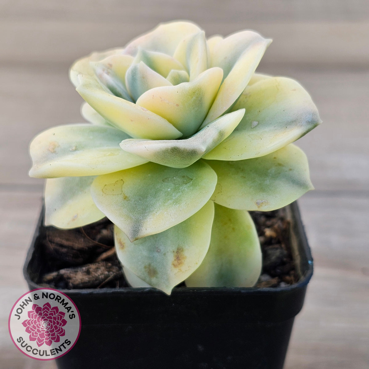 Graptoveria Lovely Rose Variegated