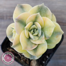 Load image into Gallery viewer, Graptoveria Lovely Rose Variegated
