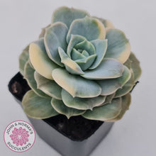 Load image into Gallery viewer, Graptoveria Lovely Rose Variegated