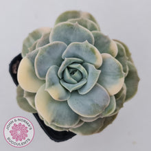 Load image into Gallery viewer, Graptoveria Lovely Rose Variegated