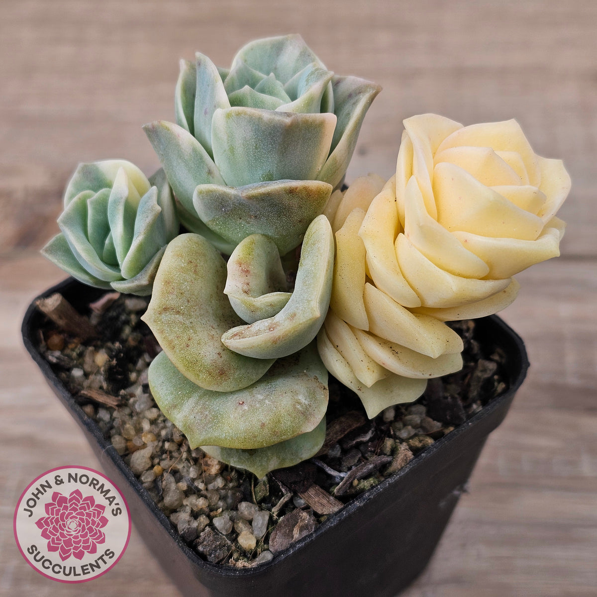 Graptoveria Lovely Rose Variegated