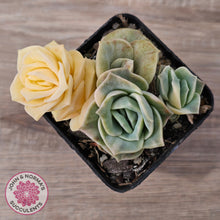 Load image into Gallery viewer, Graptoveria Lovely Rose Variegated