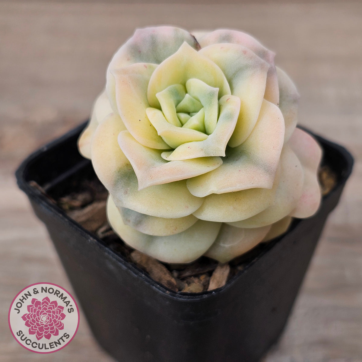 Graptoveria Lovely Rose Variegated