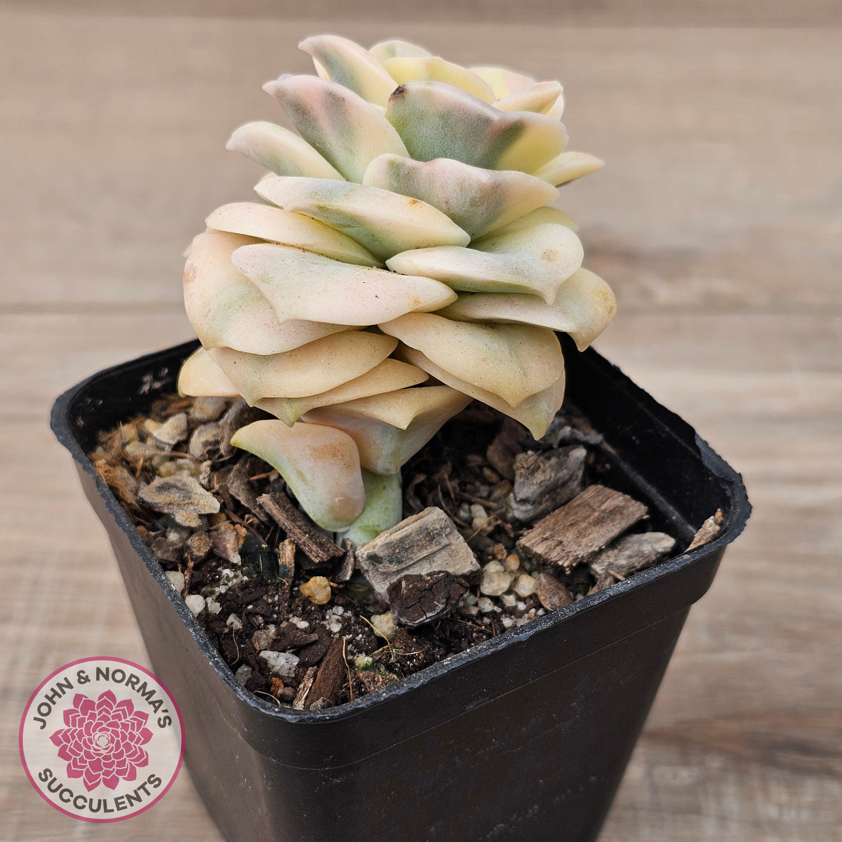 Graptoveria Lovely Rose Variegated