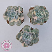 Load image into Gallery viewer, Graptoveria Lovely Rose Variegated
