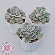 Load image into Gallery viewer, Graptoveria Lovely Rose Variegated