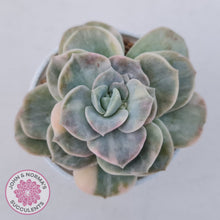 Load image into Gallery viewer, Graptoveria Lovely Rose Variegated