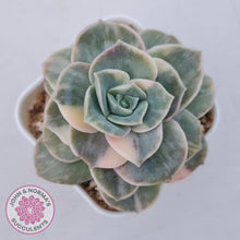 Load image into Gallery viewer, Graptoveria Lovely Rose Variegated