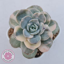 Load image into Gallery viewer, Graptoveria Lovely Rose Variegated