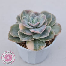 Load image into Gallery viewer, Graptoveria Lovely Rose Variegated
