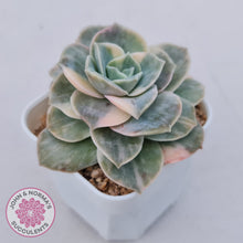 Load image into Gallery viewer, Graptoveria Lovely Rose Variegated