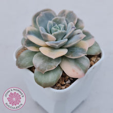 Load image into Gallery viewer, Graptoveria Lovely Rose Variegated