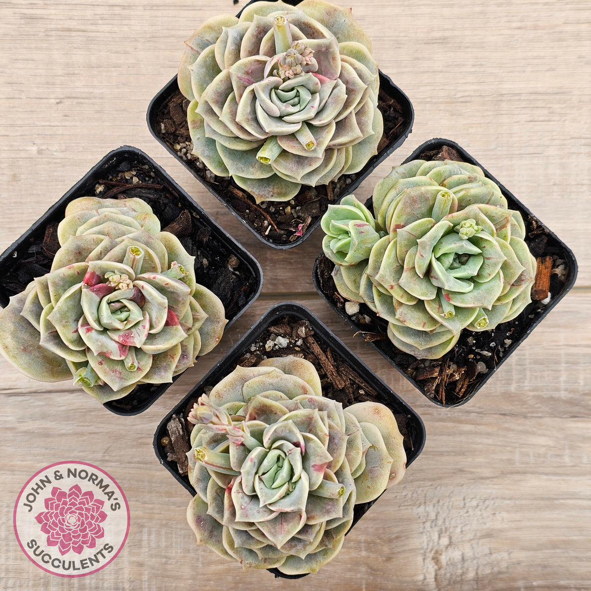 Graptoveria 'Lovely Rose' red monstrose