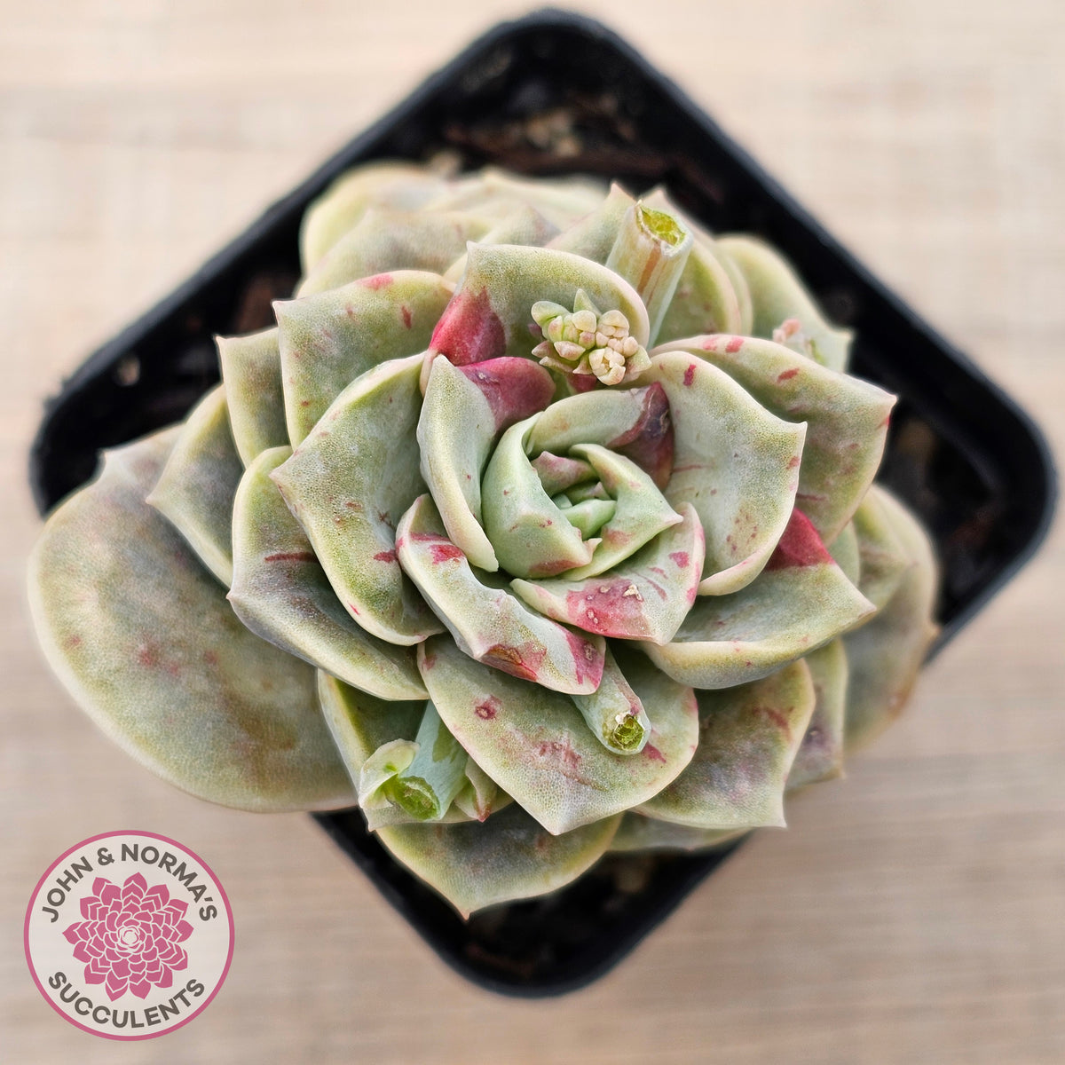 Graptoveria 'Lovely Rose' red monstrose